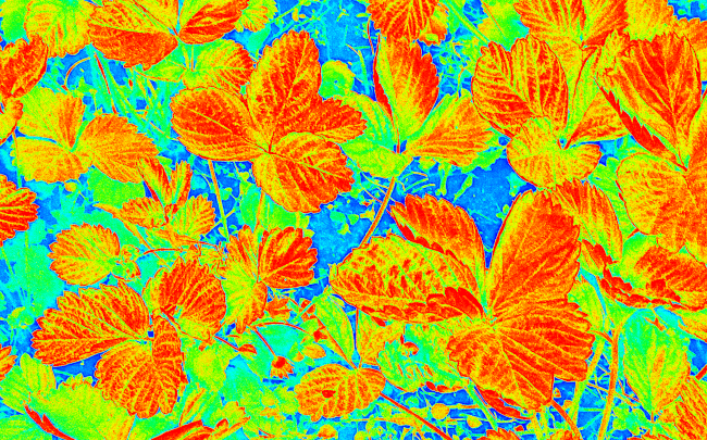 Screenshot of the 'Leaves of a strawberry in Woopec colors